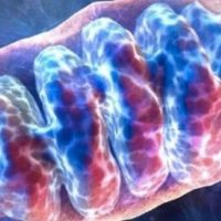 Nrf2 en la resutaración mitocondrial