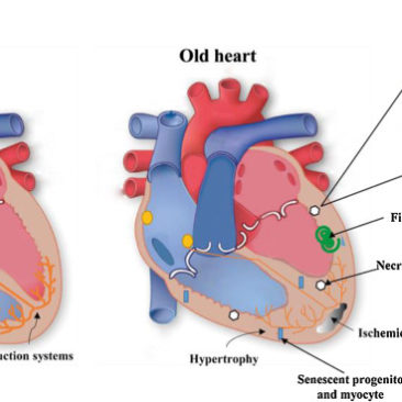 El corazón y el estrés oxidativo